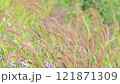 The gentle movement of Knotroot Foxtail grass growing on the hillside in the sunlight. 121871309
