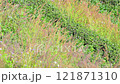 The gentle movement of Knotroot Foxtail grass growing on the hillside in the sunlight. 121871310