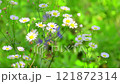 The gentle movement of daisies in the sunlight, naturally growing in a meadow on a hillside. 121872314