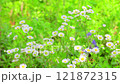 The gentle movement of daisies in the sunlight, naturally growing in a meadow on a hillside. 121872315