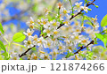 White cherry blossom on natural color background. White Sakura in spring time. 121874266