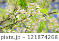 White cherry blossom on natural color background. White Sakura in spring time. 121874268