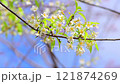 White cherry blossom on natural color background. White Sakura in spring time. 121874269