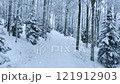 Aerial view of snowy forest in fog in snowfall in winter day 121912903