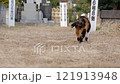 Cute stray cat 121913948