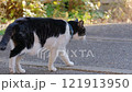 Cute stray cat 121913950