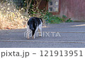 Cute stray cat 121913951