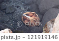 Eggs in a woven bamboo basket are being boiled in natural hot spring water. 121919146