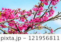 Small, colorful birds enjoy the nectar from cherry blossoms on a day when the cherry blossoms are in full bloom. 121956811