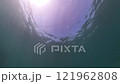 海中から見上げた生命 121962808