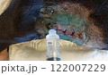 Treating a dog's leg suture with an antiseptic solution after suturing 122007229