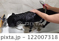 The owner bathes and washes a large black Cane Corso dog in a snow-white bathtub. The animal is undergoing spa treatments 122007318