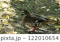 A wild mallard duck, side view, standing on the ground in the shade of trees. Brown mottled plumage, natural habitat, soft sunlight 122010654