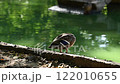 A wild mallard duck, side view, standing on the ground in the shade of trees. Brown mottled plumage, natural habitat, soft sunlight 122010655