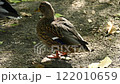 A wild mallard duck, side view, standing on the ground in the shade of trees. Brown mottled plumage, natural habitat, soft sunlight 122010659