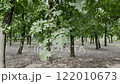 Park with oak trees, day	 122010673