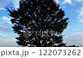 樹木 122073262