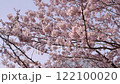櫻花樹在風中搖曳 122100020