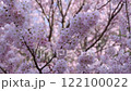 櫻花樹在風中搖曳 122100022