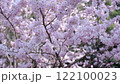 櫻花樹在風中搖曳 122100023