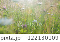 Grass in a meadow in the sunset light 122130109