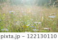 Grass in a meadow in the sunset light 122130110