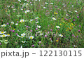 Grass in a meadow 122130115