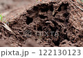 Earthen ants in a hummock 122130123