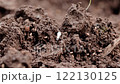 Earthen ants in a hummock 122130125