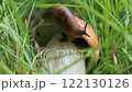 Slug sitting on a mushroom cap 122130126