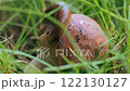 Slug sitting on a mushroom cap 122130127