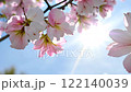 満開の桜 122140039
