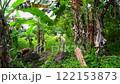 White goat standing on a rock looking at camera among green banana palm trees in tropical jungle 122153873