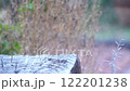 メジロ～枕木に飛んできた 122201238