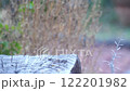 メジロ～枕木から飛んでいなくなる 122201982