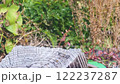 仲睦まじいメジロ～番 122237287