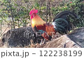 red jungle fowl crowing on natural rock 122238199