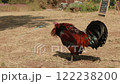 hybrid rooster on rural farm ground 122238200