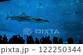 In Okinawa aquarium, a whale shark glides by amazed onlookers. Japan 122250344