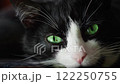 A Stunning CloseUp Portrait Featuring a Black and White Cat with Remarkable Striking Green Eyes 122250755