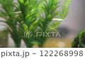 水槽の中を漂う水草とメダカ 122268998
