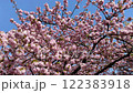 春満開の　八重桜 122383918