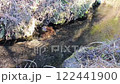 溪邊的小溪 122441900