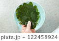 A scene of soaking oak leaves in water to remove salt 122458924