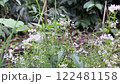 green leaves, blurred background, natural environment 122481158