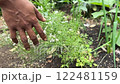 Hand touching small white flowers in sharp focus 122481159