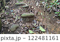 Rustic footpath of volcanic rocks and wooden blocks in a forest 122481161