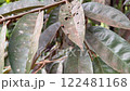 insect perched on a pest-damaged leaf 122481168