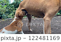 puppy nursing, brown and white puppy, brown-furred mother 122481169