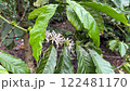 white coffee flowers, robusta coffee, glossy green leaves 122481170